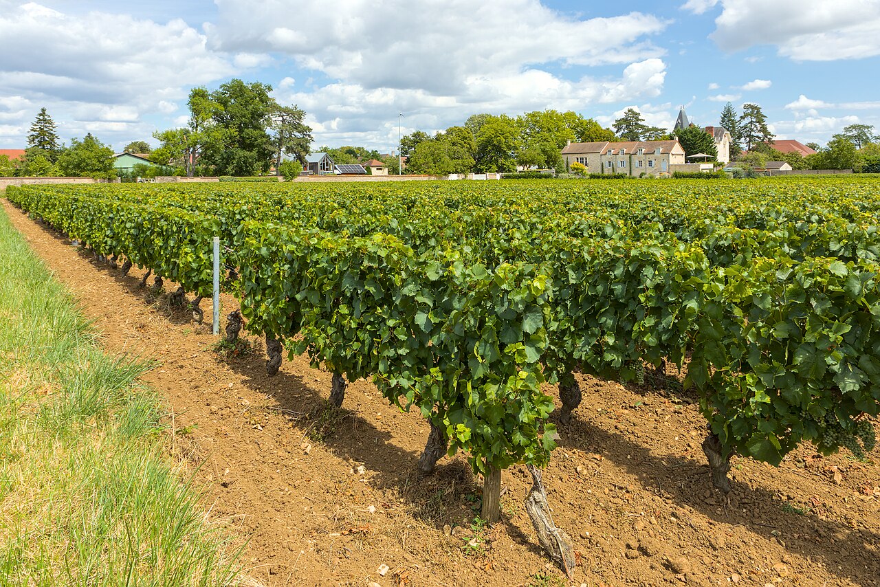 Burgundy by Car: 4 Days from Chablis to Pouilly-Fuissé