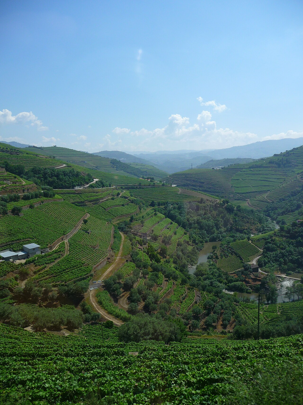 The terraced Alto Douro wine region seen from the valley railway