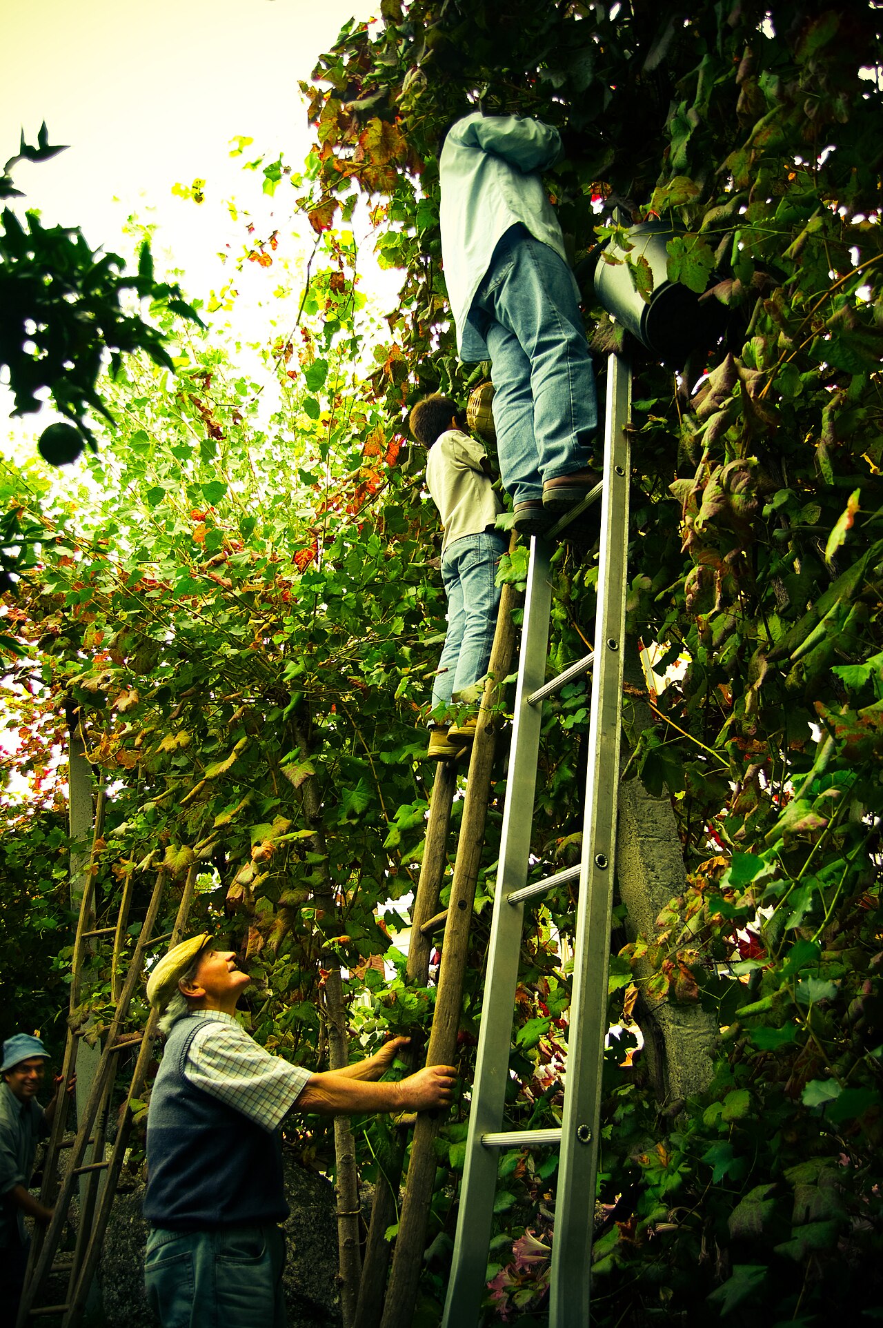 Harvest in a traditional high-trained Vinho Verde vineyard