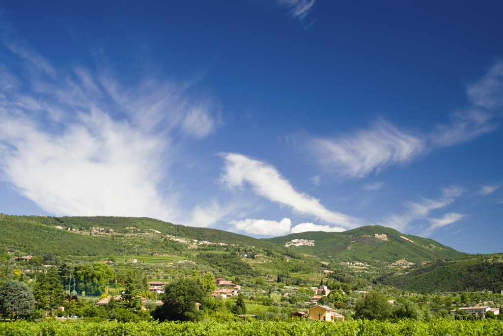 Vineyards in the Valpolicella hills north of Verona